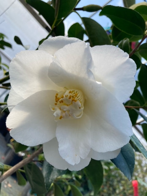 Camellia japonica 'Zuni Snowbird'