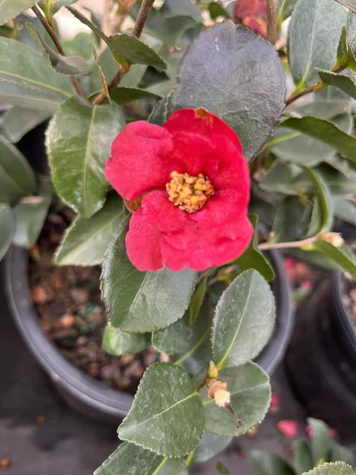 Camellia sasanqua 'Ruby Red'