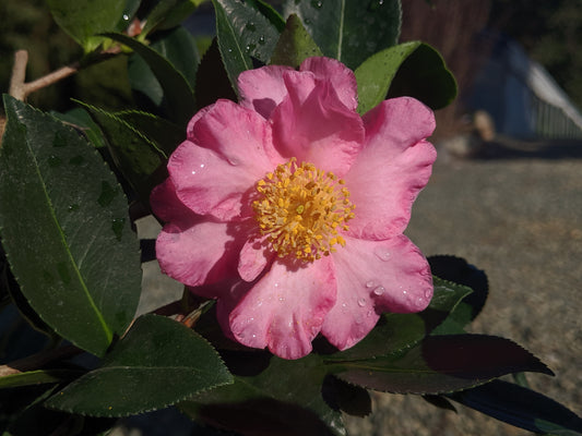 Camellia x 'Jessica's Ruffles'