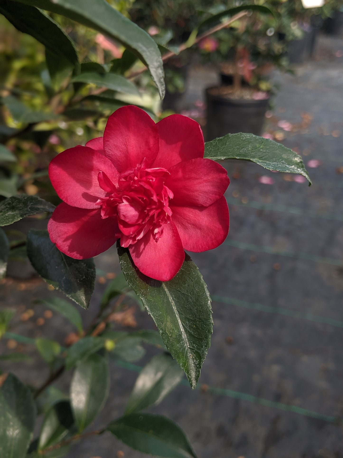 Camellia x 'Yuletide Candle'