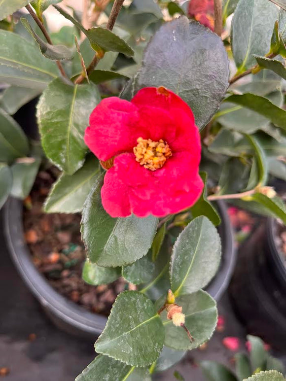 Camellia sasanqua 'Ruby Red'