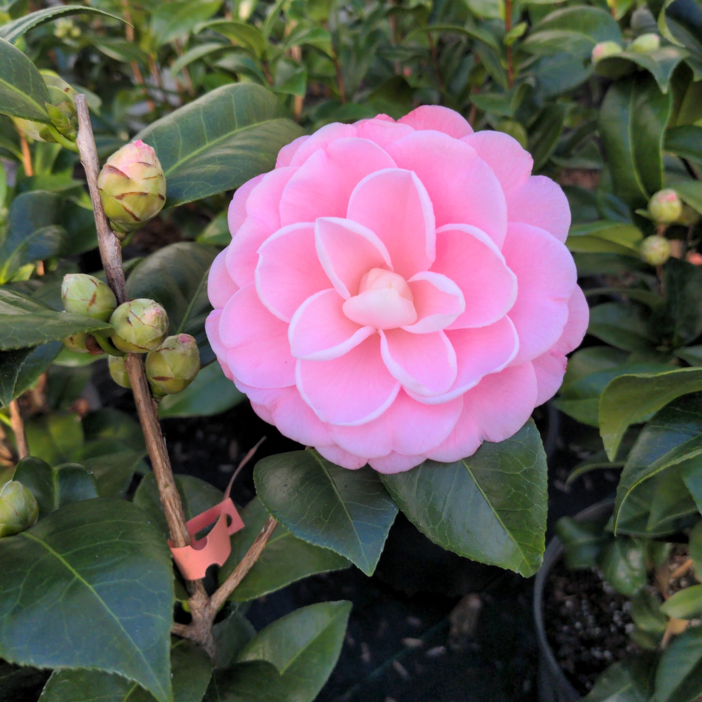 Camellia japonica 'Nuccio's Cameo'