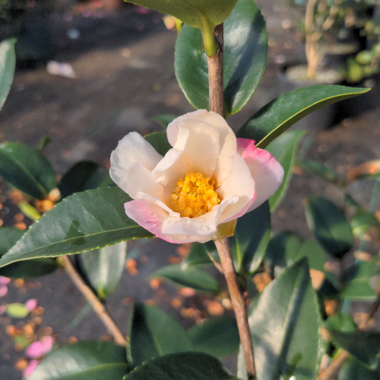 Camellia x 'Mason Farm'