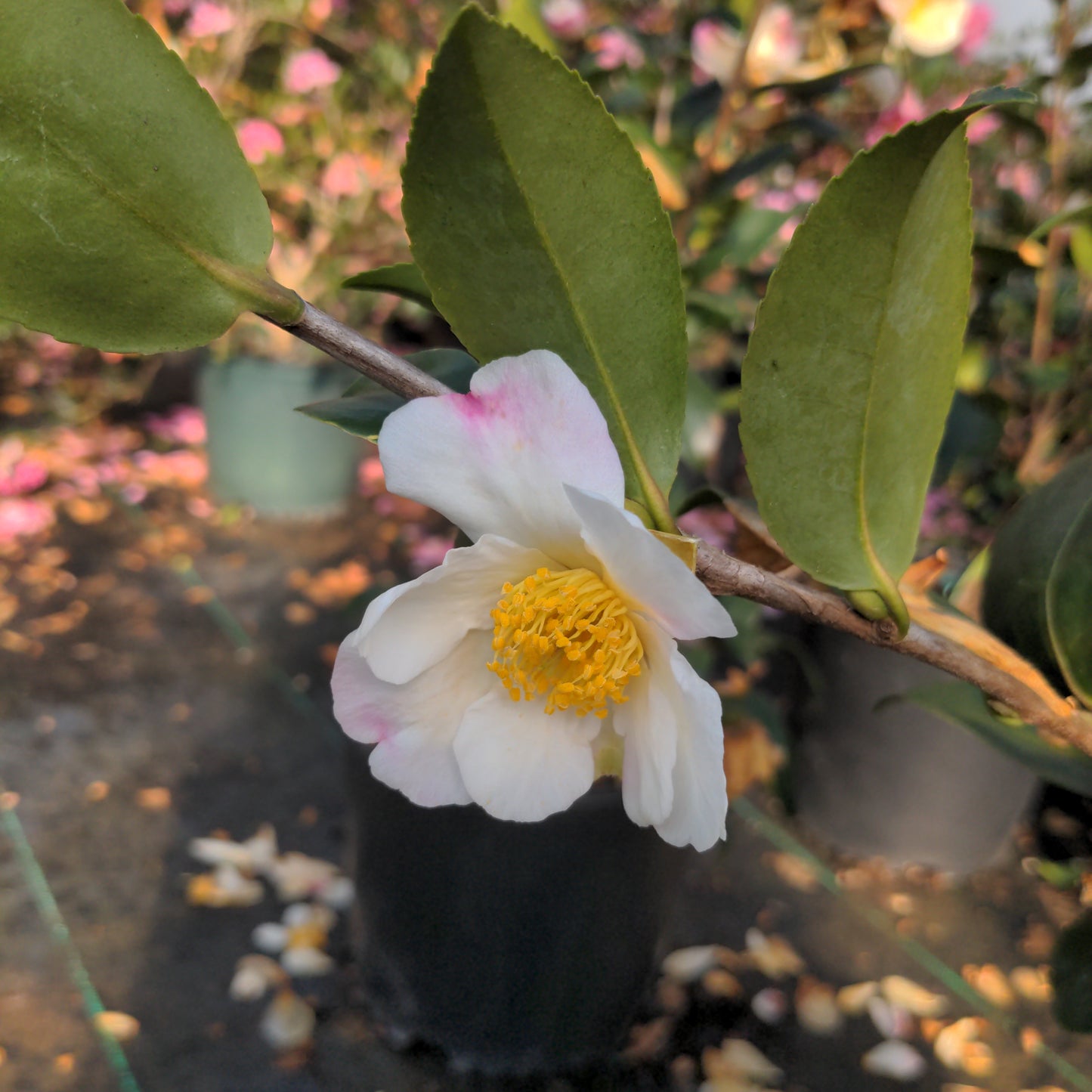 Camellia x 'Mason Farm'