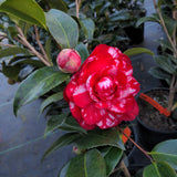Camellia japonica 'Bobbie Fain Var.'