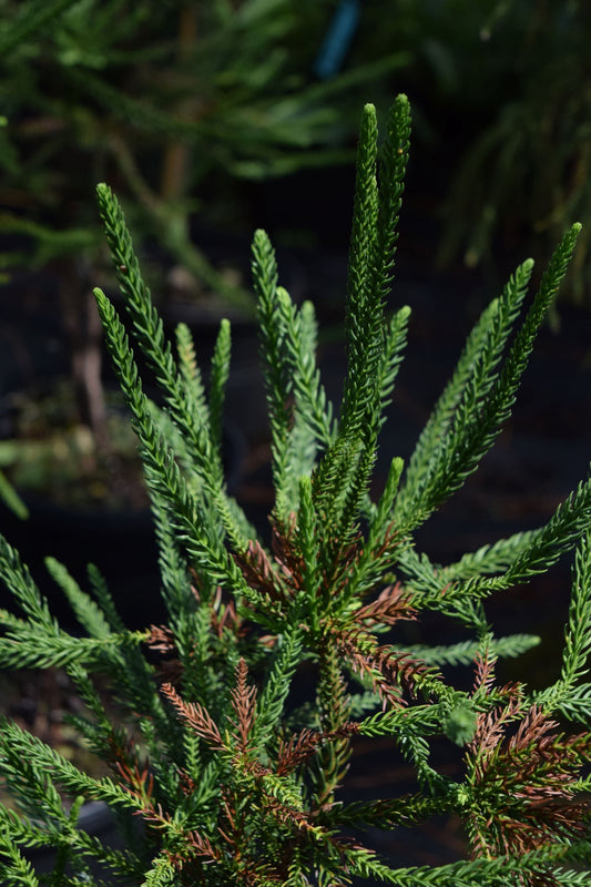 Cryptomeria japonica 'Araucarioides'