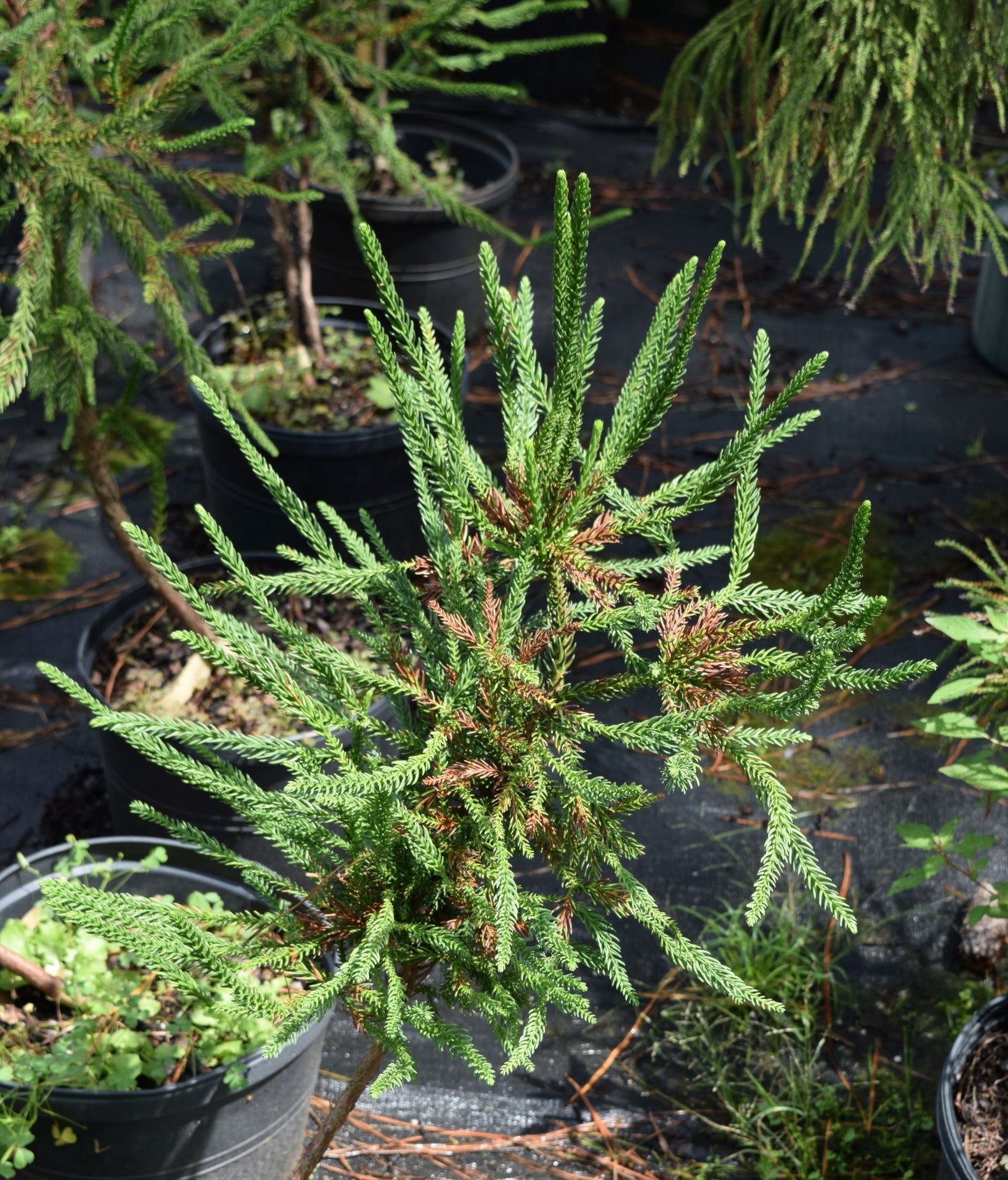 Cryptomeria japonica 'Araucarioides'