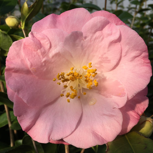 Camellia japonica 'April Remembered'