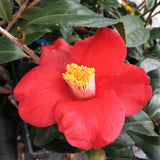 Camellia japonica 'Adeyaka'