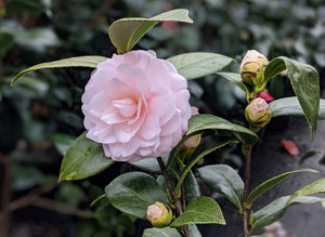 Camellia japonica ssp rusticana ‘Ai-no-izumi’