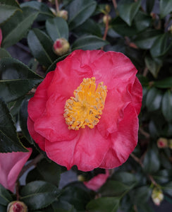 Camellia sasanqua 'Almost Orange'