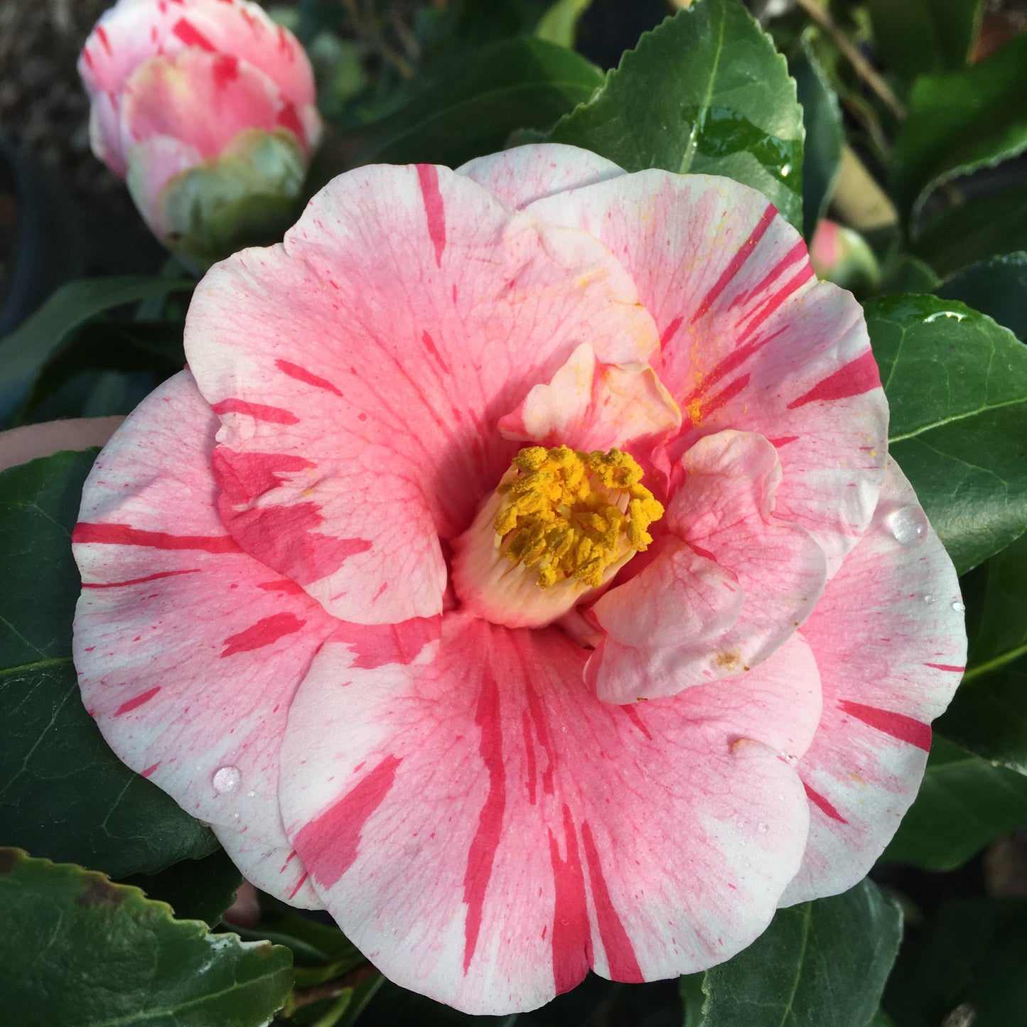 Camellia japonica 'Anita' Camellia Forest Nursery
