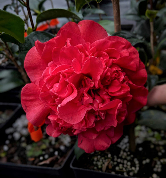 Camellia japonica 'Annie Tee'