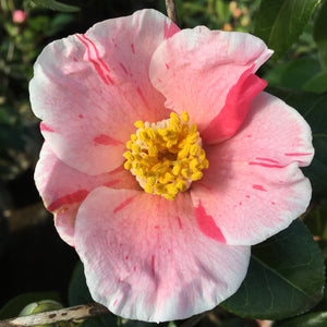 Camellia japonica 'April Arabesque'