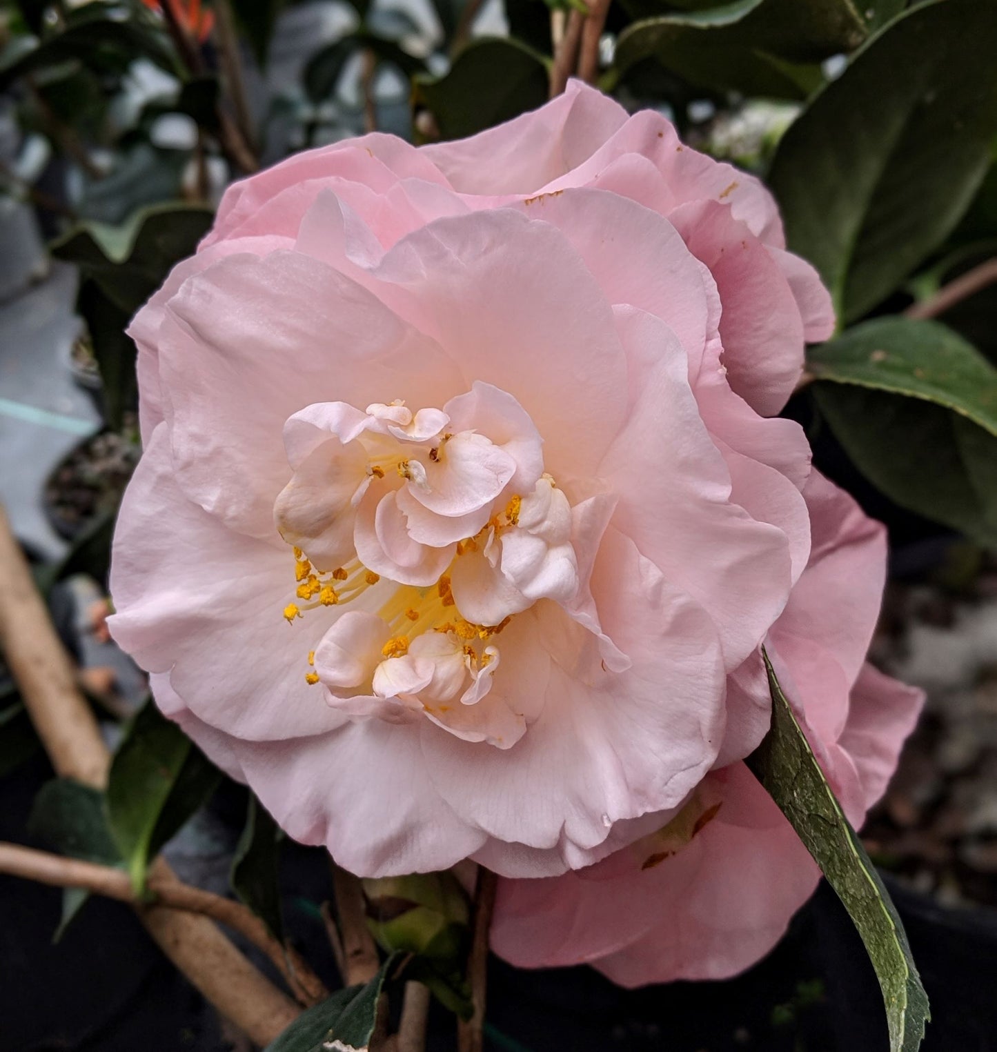 Camellia japonica 'April Blush'