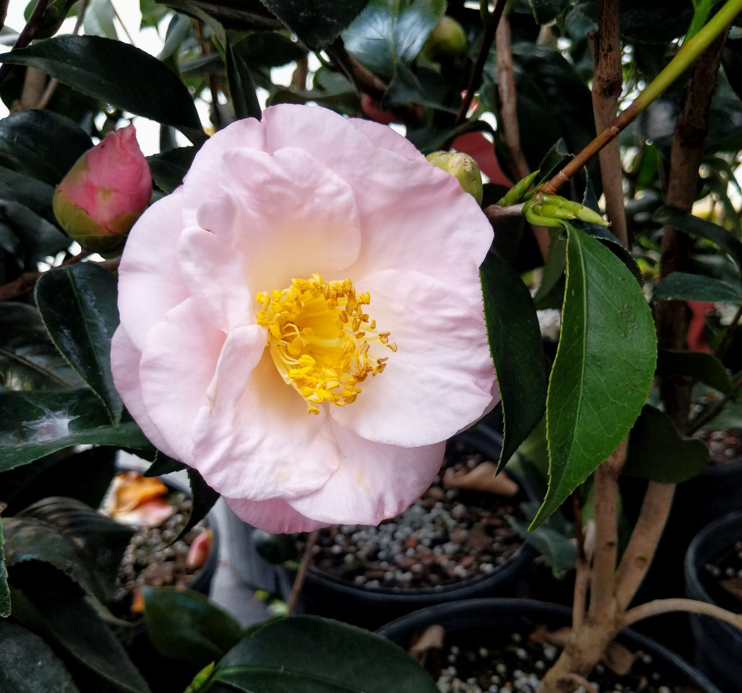 Camellia japonica 'April Blush'