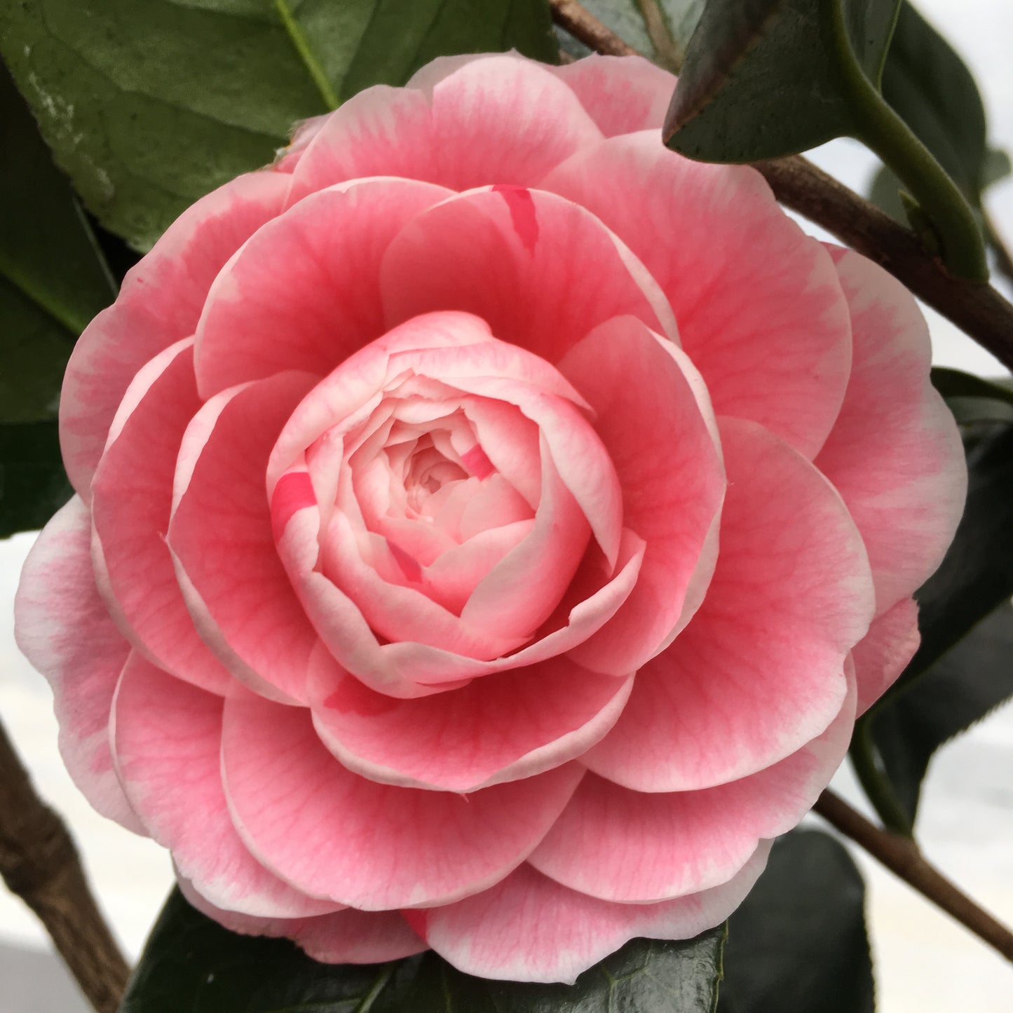 Camellia japonica 'April Dawn Blush'