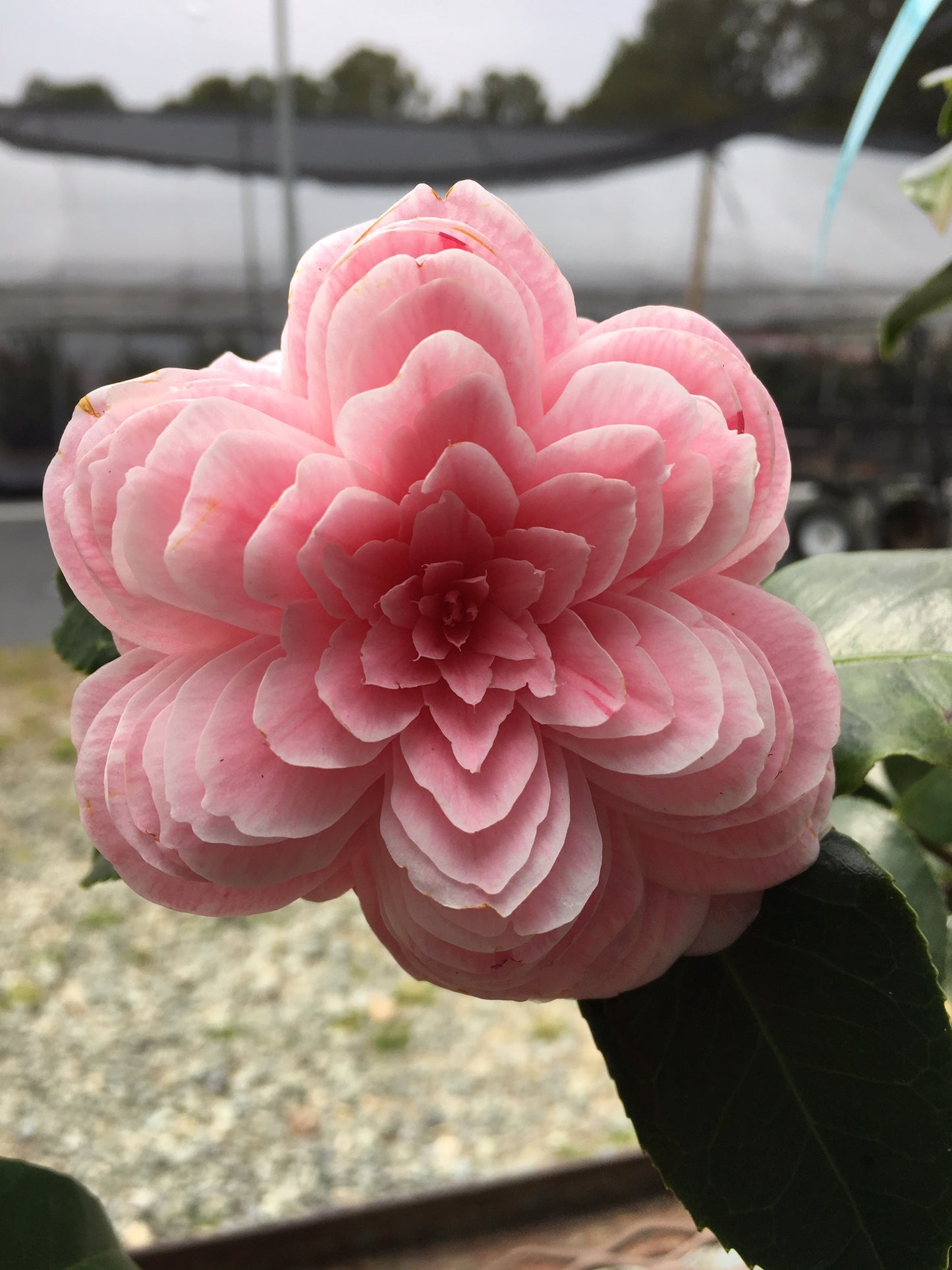 Camellia japonica 'April Dawn Blush'