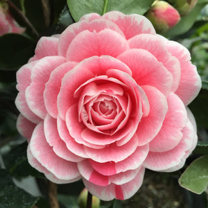 Camellia japonica 'April Dawn Blush'