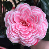 Camellia japonica 'April Dawn Blush'