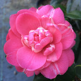Camellia japonica 'April Kiss'