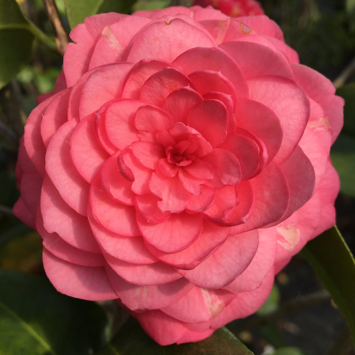 Camellia japonica 'April Rose'