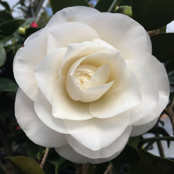 Camellia japonica 'April Snow'