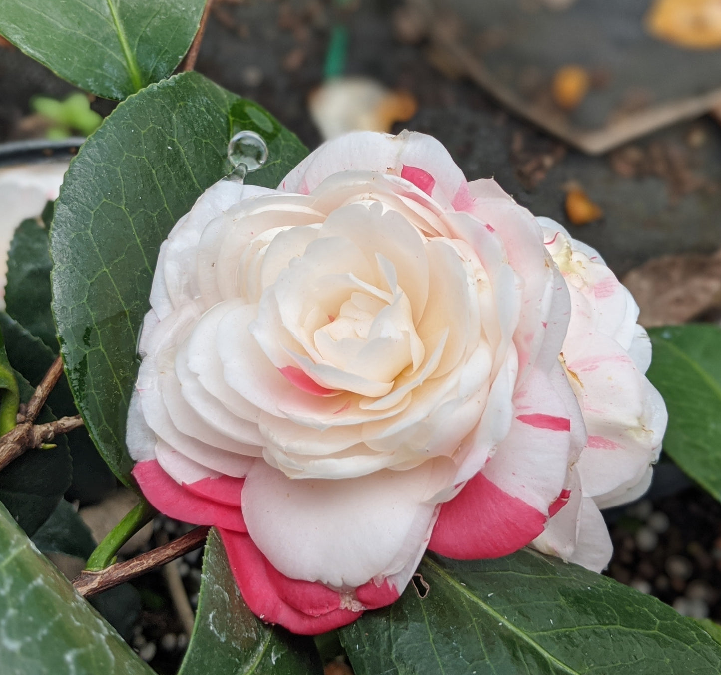 Camellia japonica 'April Dawn'