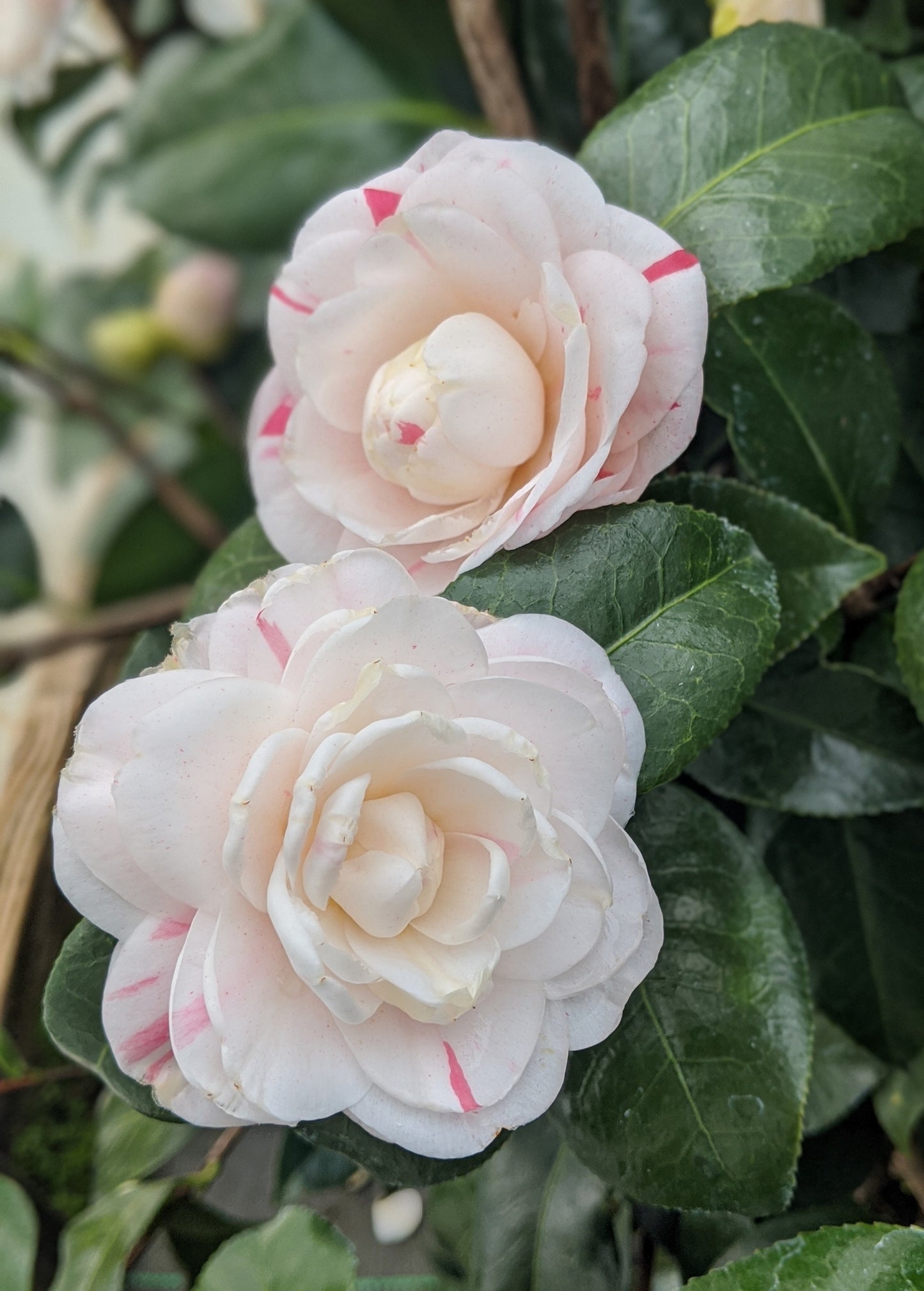 Camellia japonica 'April Dawn'