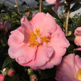 Camellia x 'Arctic Dawn'