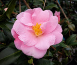 Camellia x 'Arctic Dawn'