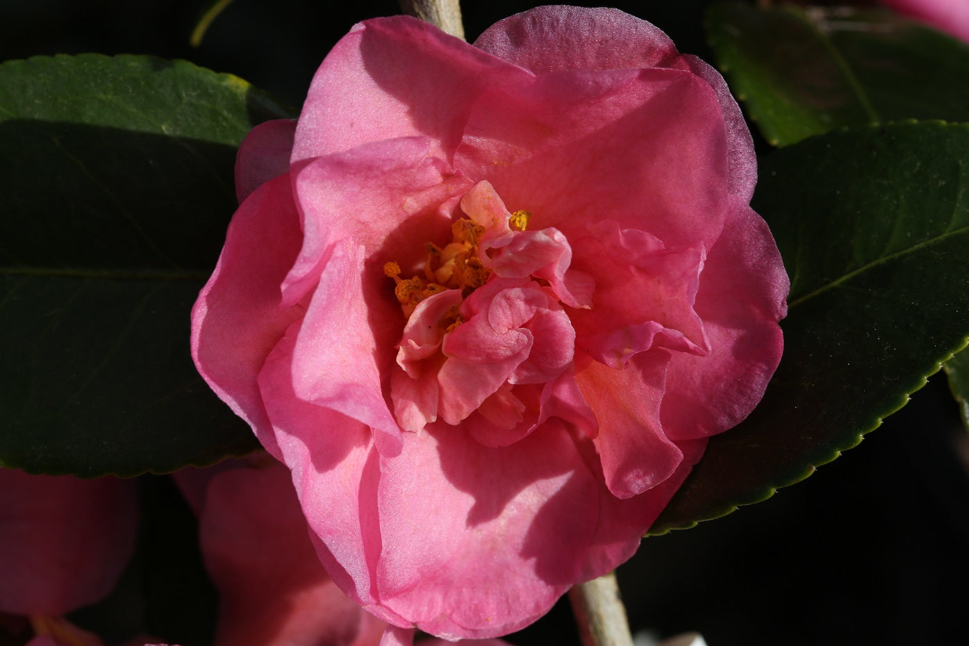 Camellia x 'Ashton's Supreme' at Camellia Forest Nursery
