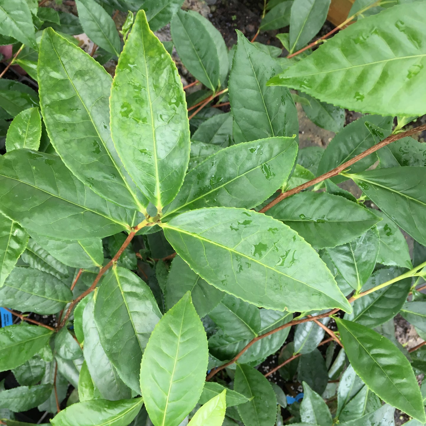 Camellia sinensis var assamica