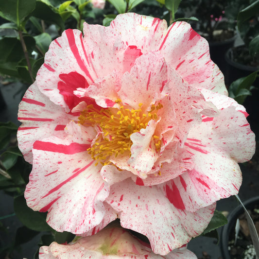 Camellia japonica 'Astro Nova'