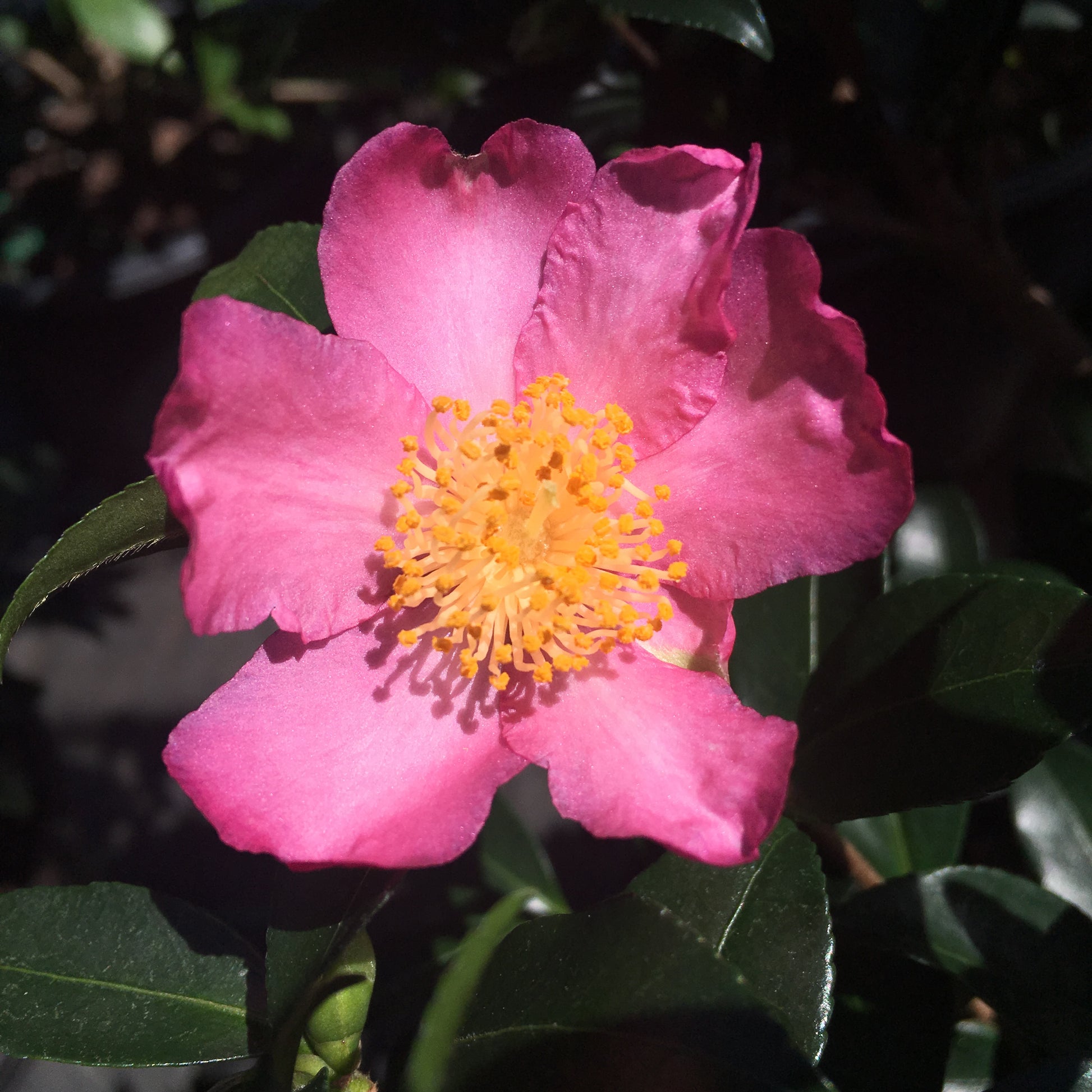 Camellia sasanqua "August Bloom" Camellia Forest Nursery