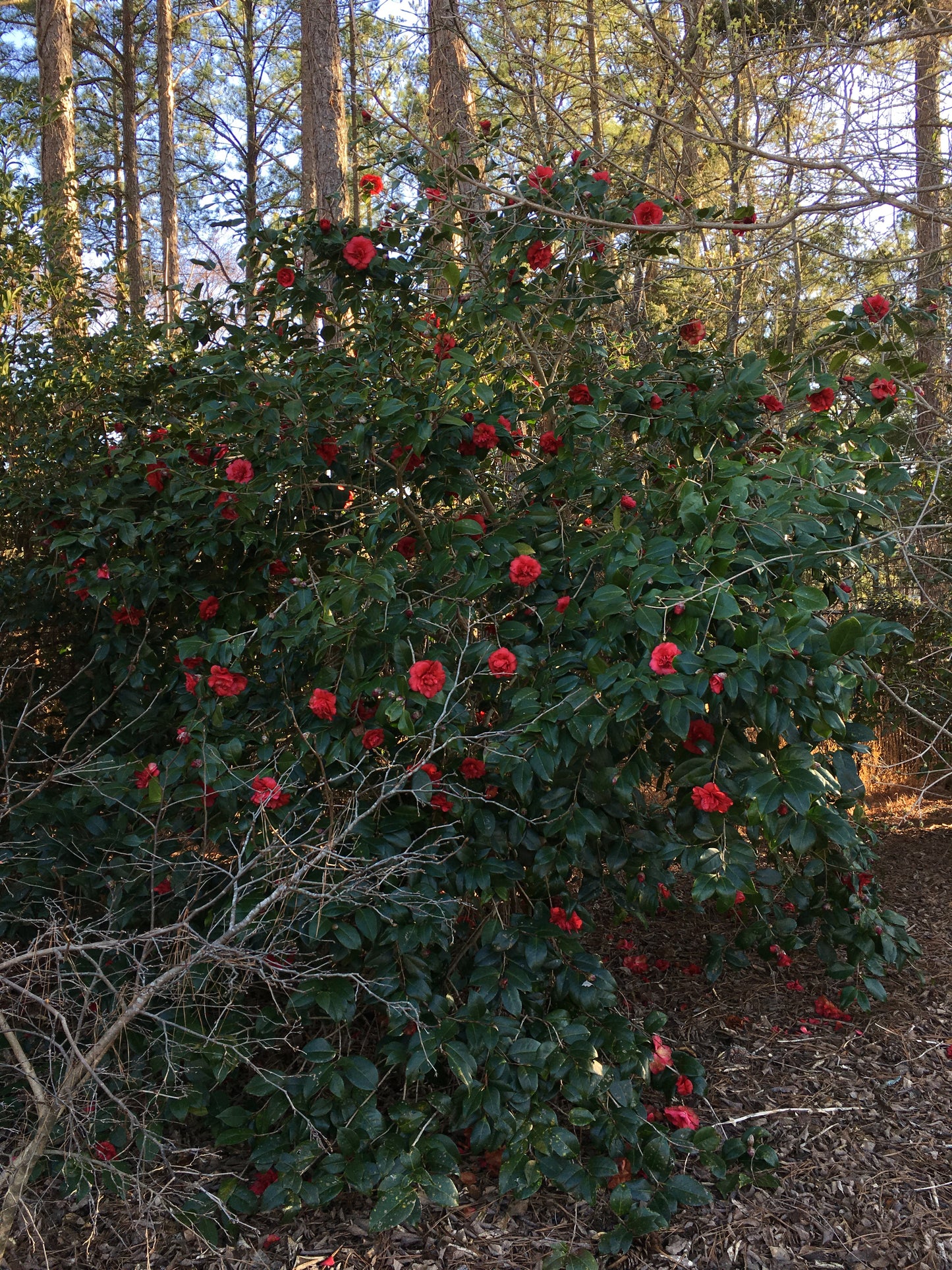 Camellia japonica 'Aunt Jetty'