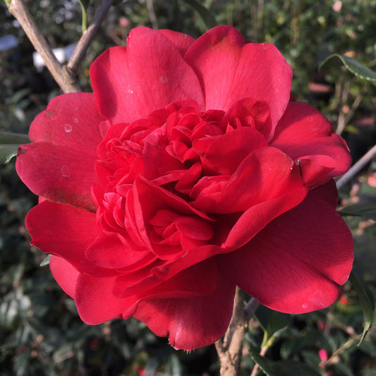 Camellia japonica 'Aunt Jetty'