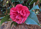 Camellia japonica 'Aunt Jetty'
