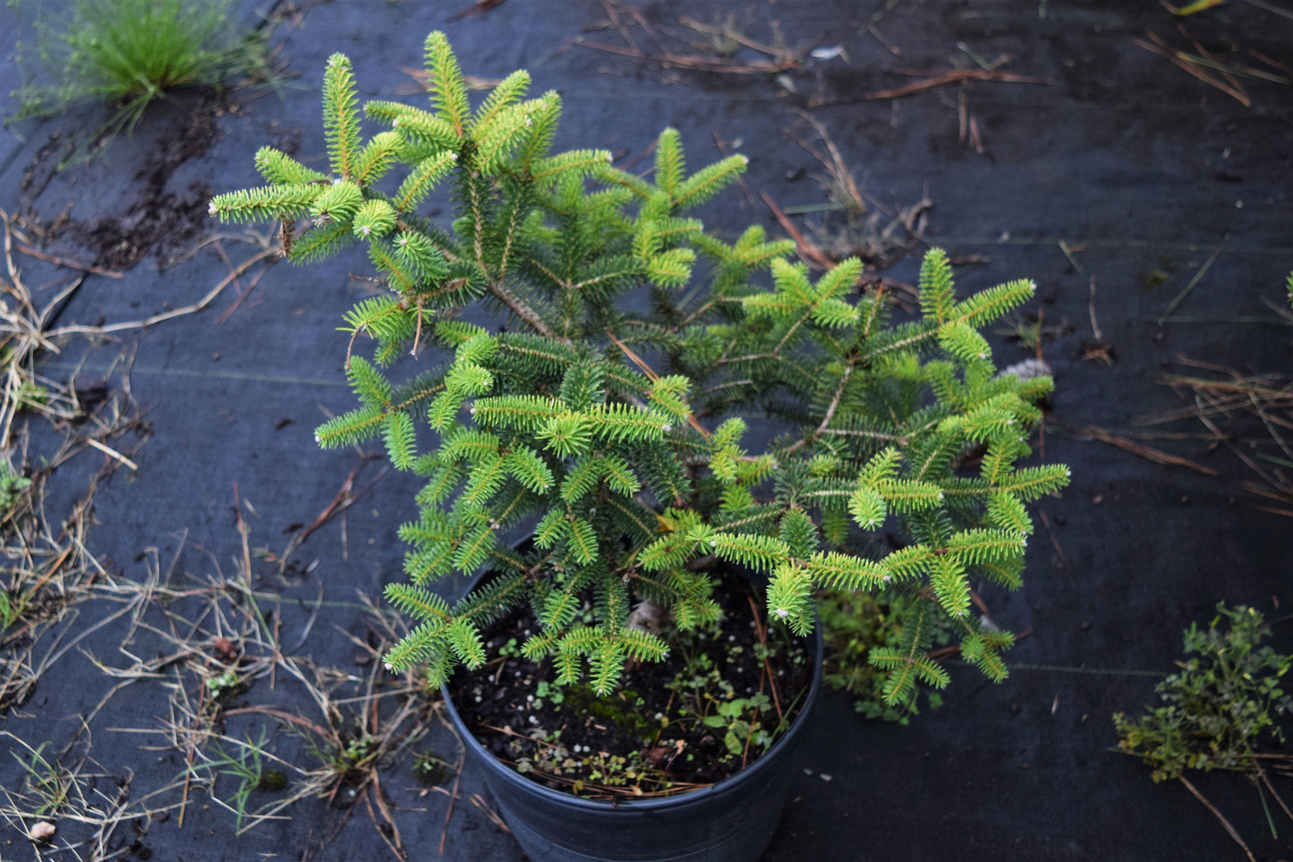 Abies pinsapo 'Aurea', Golden Spanish Fir at Camellia Forest Nursery