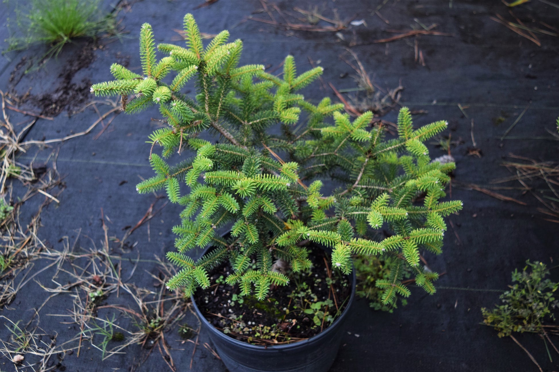 Abies pinsapo 'Aurea', Golden Spanish Fir at Camellia Forest Nursery
