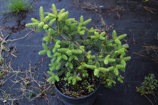 Abies pinsapo 'Aurea', Golden Spanish Fir at Camellia Forest Nursery