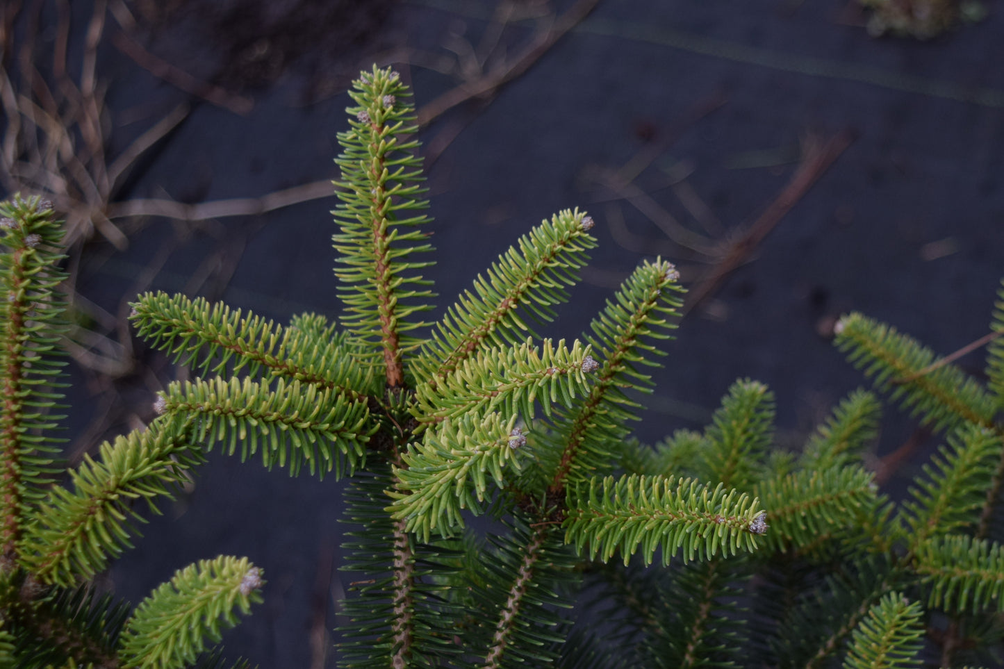 Abies pinsapo 'Aurea', Golden Spanish Fir at Camellia Forest Nursery