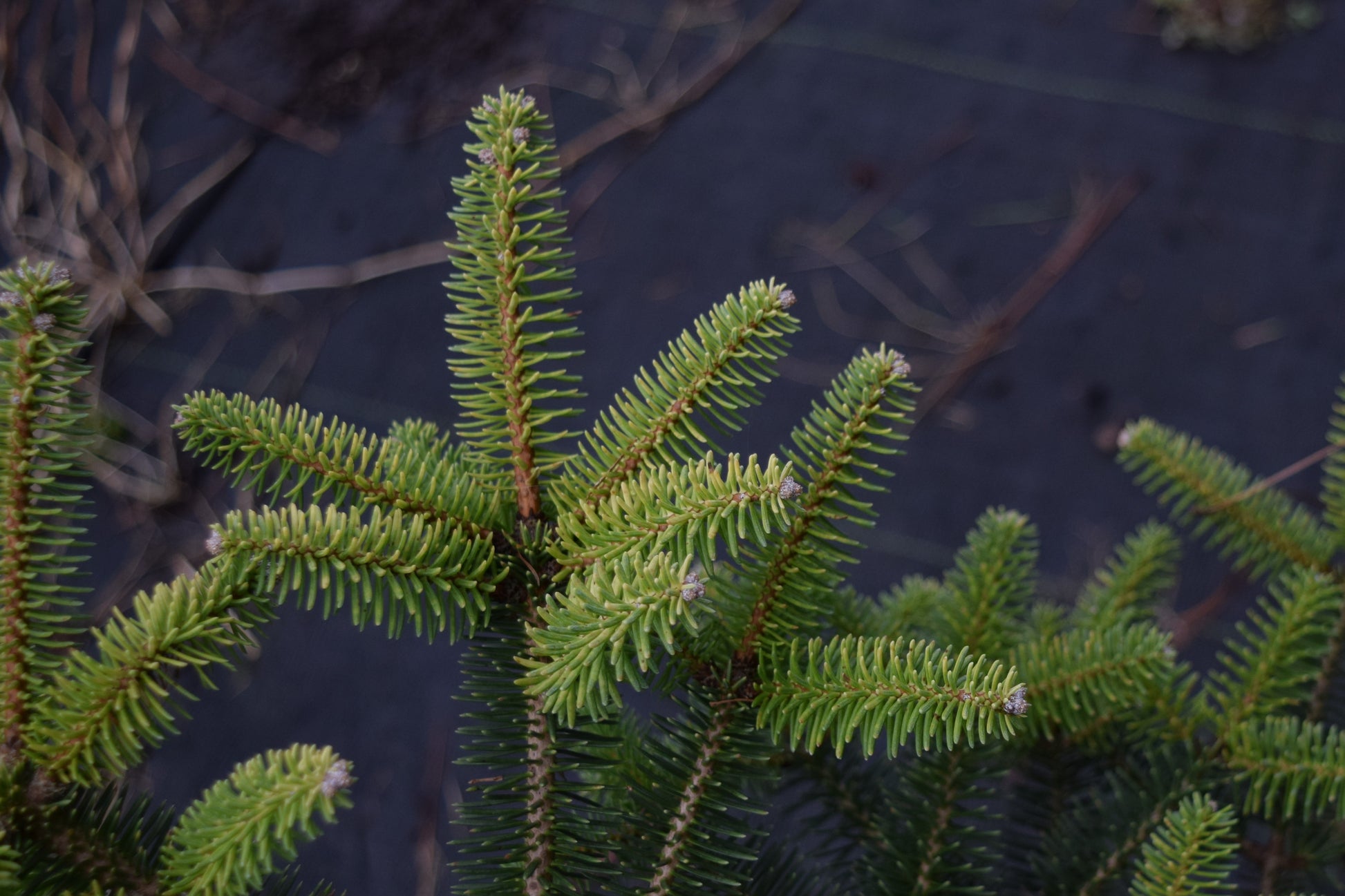 Abies pinsapo 'Aurea', Golden Spanish Fir at Camellia Forest Nursery