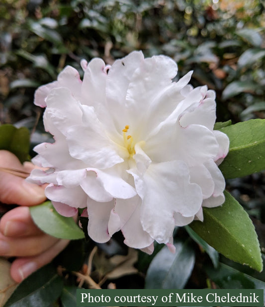 Camellia sasanqua 'Autumn Delight'