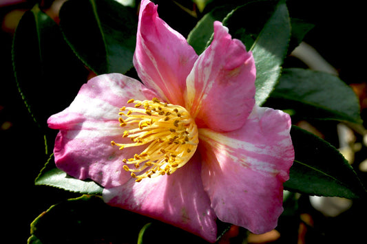 Camellia x 'Autumn Carnival' at Camellia Forest Nursery