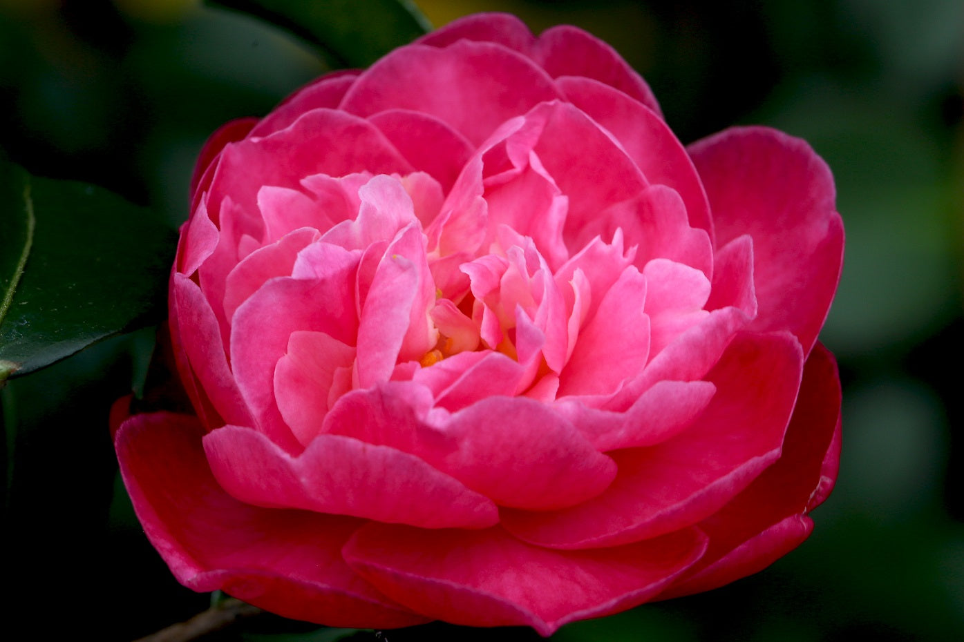 Camellia x 'Autumn Spirit' at Camellia Forest Nursery