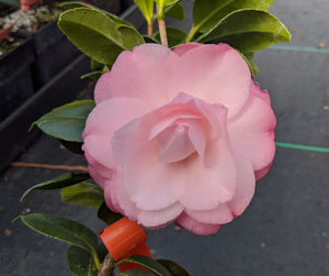 Camellia japonica 'Baby Pearl'