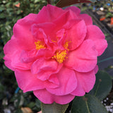 Camellia x williamsii 'Ballet in Pink'