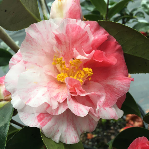 Camellia japonica 'Betty Sheffield Sport'