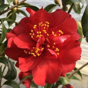 Camellia japonica 'Black Gold'